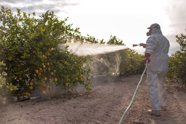 Best Affordable Pest Control Services  in Maben, MS
