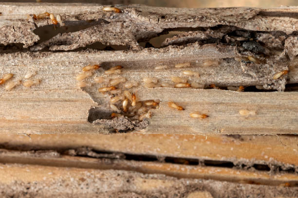 Best Mosquito Control Services  in Maben, MS